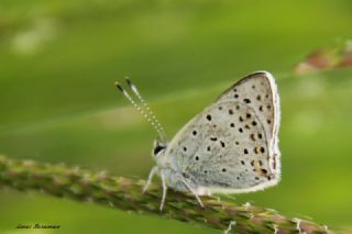 sli Bakr Gzeli (Lycaena tityrus)