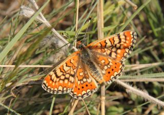 Gzel Nazuum (Euphydryas orientalis)