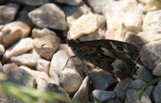 Byk Karamelek (Hipparchia syriaca)