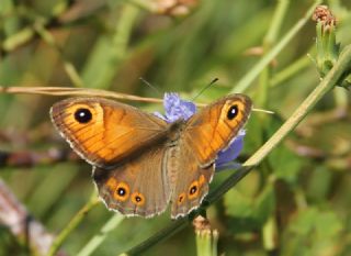 Esmerboncuk (Lasiommata maera)