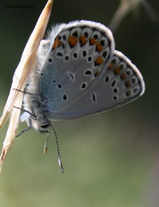 Anadolu Esmergz (Plebejus modicus)