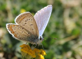 okgzl Mavi (Polyommatus icarus)