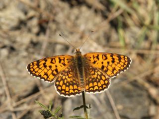 Cezayirli parhan (Melitaea ornata)