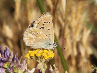 okgzl Edon Mavisi (Polyommatus aedon)