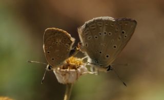 Anormal okgzl (Polyommatus admetus)