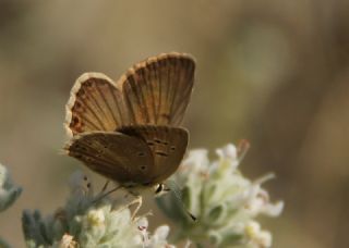Anormal okgzl (Polyommatus admetus)