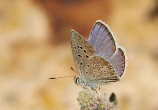 okgzl Kk Turan Mavisi (Polyommatus cornelius)