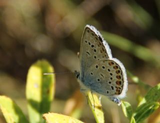 das Mavisi, Esmergz (Plebejus idas)