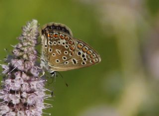 okgzl Yalanc Eros (Polyommatus eroides)