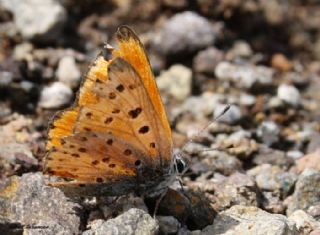 Alev Ategzeli (Lycaena kefersteinii)