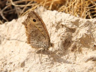 Seyit (Arethusana arethusa)