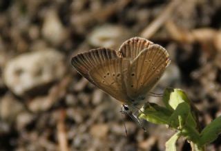Anormal okgzl (Polyommatus admetus)