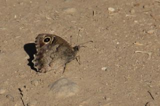 Aa Karamelei (Hipparchia statilinus)