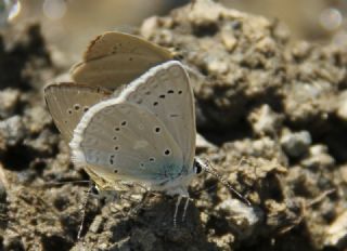okgzl Dafnis (Polyommatus daphnis)