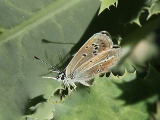 Tr almalar ([unknown genus] n/a)