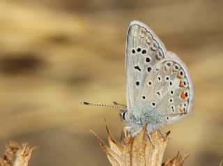 okgzl Kk Turan Mavisi (Polyommatus cornelius)