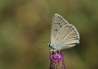 okgzl Poseydon Mavisi (Polyommatus poseidon)