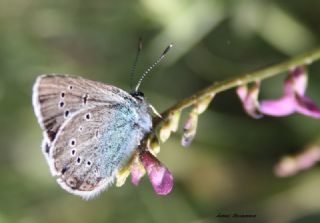 okgzl Rus Mavisi (Polyommatus coelestina)