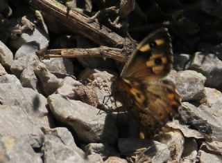 Gney Kzlmelei (Hipparchia senthes)