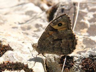 Gney Kzlmelei (Hipparchia senthes)