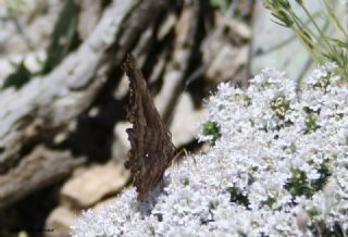 Anadolu Yrtkprt (Polygonia egea)