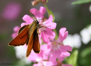 Sar Antenli Zpzp (Thymelicus sylvestris)