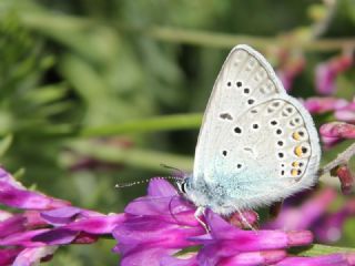 okgzl Amanda (Polyommatus amandus)