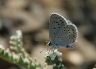 okgzl Kk Turan Mavisi (Polyommatus cornelius)