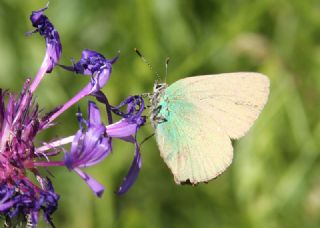 Zmrt (Callophrys rubi)