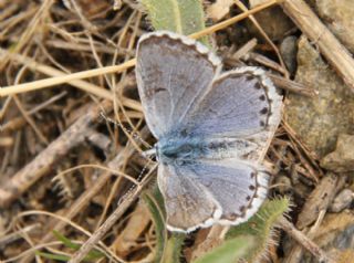 Himalaya Mavisi (Pseudophilotes vicrama)