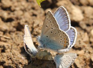 okgzl Amanda (Polyommatus amandus)