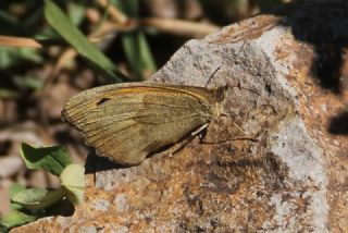 ayr Esmeri (Maniola jurtina)