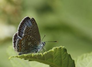 okgzl Yalanc Eros (Polyommatus eroides)