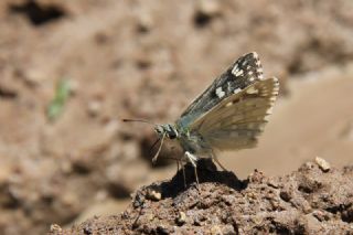 Tr almalar ([unknown genus] n/a)