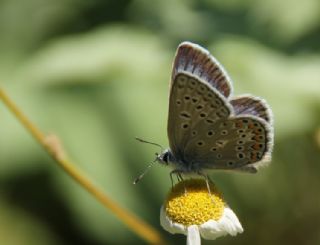 okgzl Yalanc Eros (Polyommatus eroides)