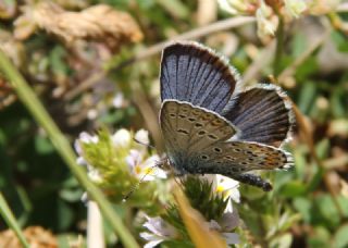 Gm Lekeli Esmergz (Plebejus argus)