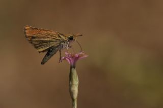 Tr almalar ([unknown genus] n/a)