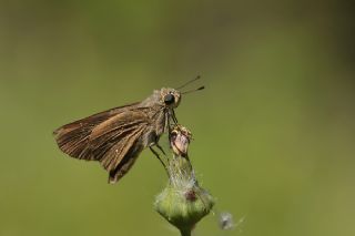 Beyaz illi Kara Zpzp (Pelopidas  thrax)