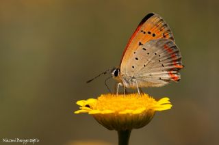 Osmanl Atei (Lycaena ottomanus)