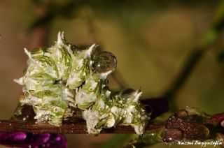 T�r �al��malar�&nbsp;([unknown genus]&nbsp;n/a)