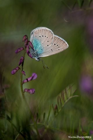 okgzl Gzel Mavi (Polyommatus bellis)