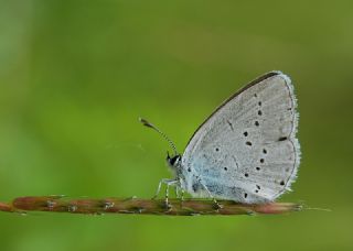 Tr almalar ([unknown genus] n/a)
