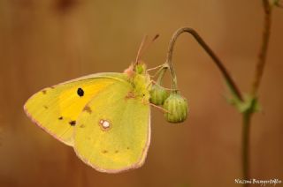 Sar� Azamet&nbsp;(Colias&nbsp;croceus)