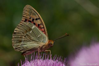 Bahadr (Argynnis pandora)