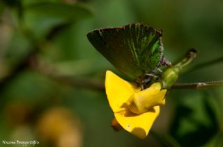 Tr almalar ([unknown genus] n/a)