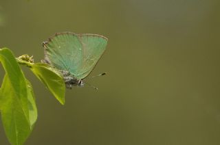 Zmrt (Callophrys rubi)