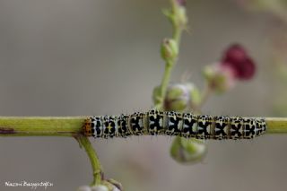 Tr almalar ([unknown genus] n/a)