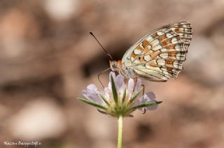 Niyobe (Fabriciana niobe)