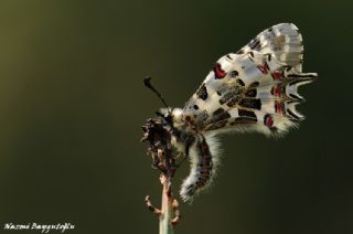 Orman Fistosu (Zerynthia cerisyi)