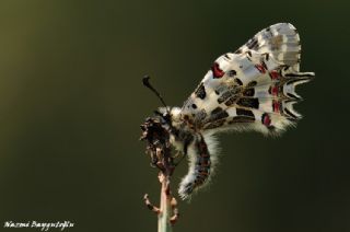 Orman Fistosu (Allancastria  cerisyi)